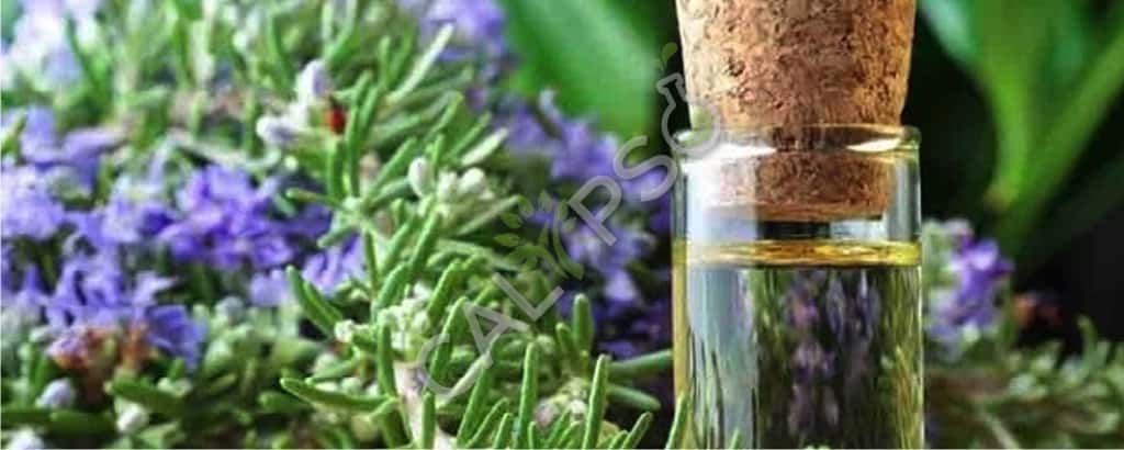 Rosemary Oil Near Me